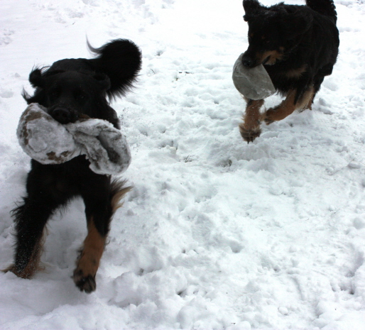 Ishtar und Amy wilde Jagd